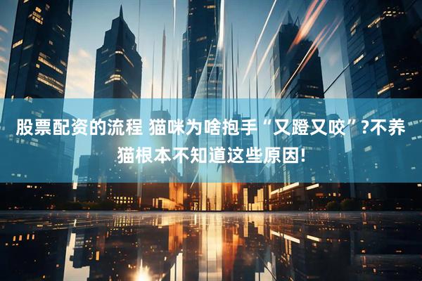 股票配资的流程 猫咪为啥抱手“又蹬又咬”?不养猫根本不知道这些原因!